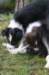 iampaccopam48daysoldpullingyuppiestail_small.jpg