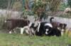 pups48daysold2_small.jpg