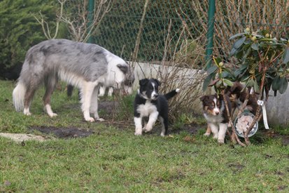 pups48daysoldspice2.jpg