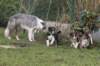 pups48daysoldspice2_small.jpg