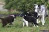 pups48daysoldspice3_small.jpg