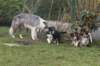 pups48daysoldspice_small.jpg