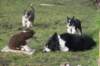 pups48daysoldtess_small.jpg