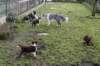 pups48daysoldwithtessspice2_small.jpg