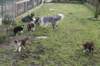 pups48daysoldwithtessspice_small.jpg