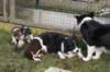 pups48daysoldwithtessyuppie_small.jpg