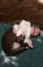 crazy3daysold_small.jpg