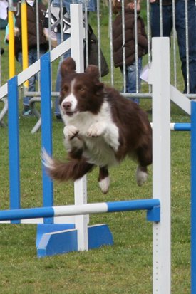 crazy3years6monthsoldatbonheiden3.jpg