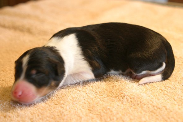 elenya1dayold.jpg