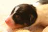 elenya1dayold2_small.jpg