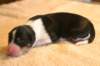 elenya1dayold_small.jpg
