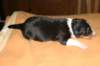 elenya9daysold_small.jpg