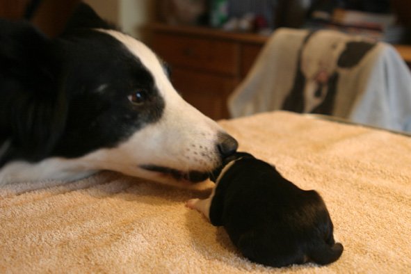 yuppieelenya1dayold.jpg
