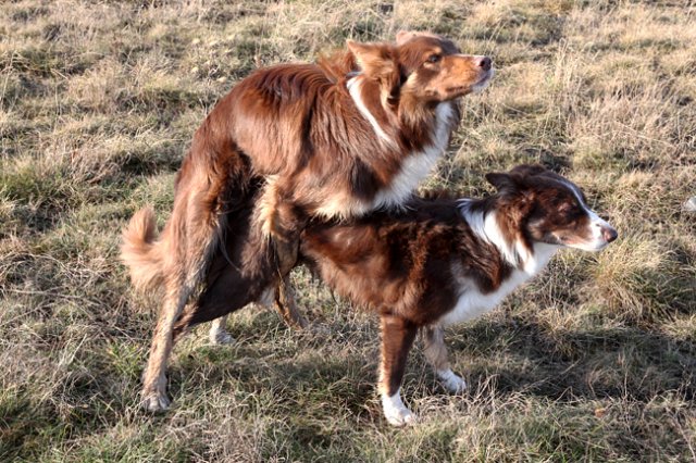 follytjampfirstmating.jpg