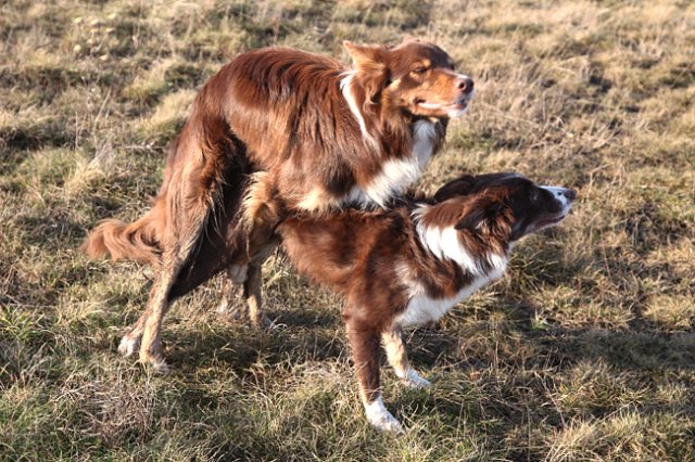 Collies mating best sale