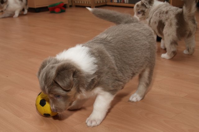 a01honey39daysold.jpg