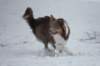 c19honey9monthsold_small.jpg