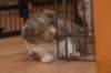 d03honey34daysold_small.jpg