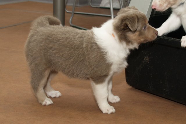 d03honey44daysold.jpg