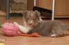 d04honey34daysold_small.jpg