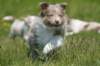 h38honey52daysold_small.jpg