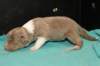 honey14daysold2_small.jpg