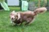 honey1year3monthsold2_small.jpg