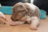 honey21daysold_small.jpg