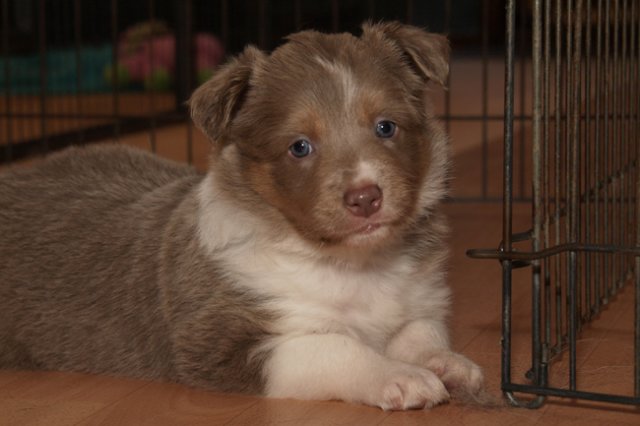 honey35daysold24.jpg
