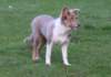 honey45monthsold_small.jpg