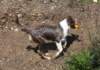 honey5monthsold18_small.jpg