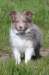 honey8weeksold10_small.jpg