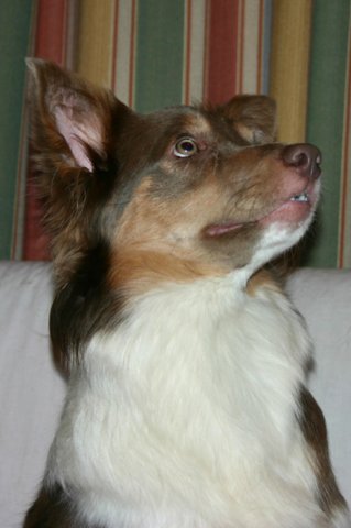 honey9monthsold9.jpg