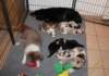 honeyjoywithpups22daysold_small.jpg