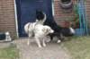 lizzsambucamating270110_small.jpg