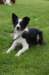 a01iamhappycharlie1year8monthsold_small.jpg