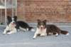 a02charliekiwi1year6monthsold_small.jpg