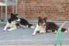 a03charliekiwi1year6monthsold_small.jpg