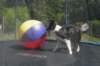 a04charlie1year6monthsold_small.jpg