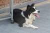 a05charlie1year6monthsold_small.jpg
