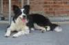 a06charlie1year6monthsold_small.jpg