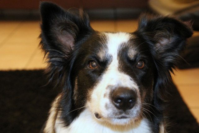 charlie1year7monthsold2.jpg