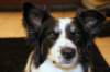 charlie1year7monthsold2_small.jpg