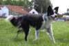 charlie1year8monthsold_small.jpg