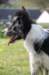 charlie2years3monthsold2_small.jpg