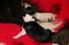 iamhappy1dayold6_small.jpg