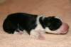 iamhappy1dayold_small.jpg