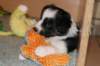 iamhappy33daysold_small.jpg