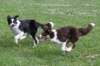 kiwicharlie6monthsold21_small.jpg