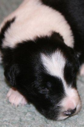 ilikeindy13daysold2.jpg